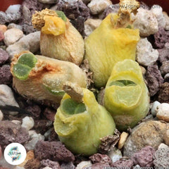 Conophytum pubescens / 40 seeds Conophytum pubescens / 40 seeds