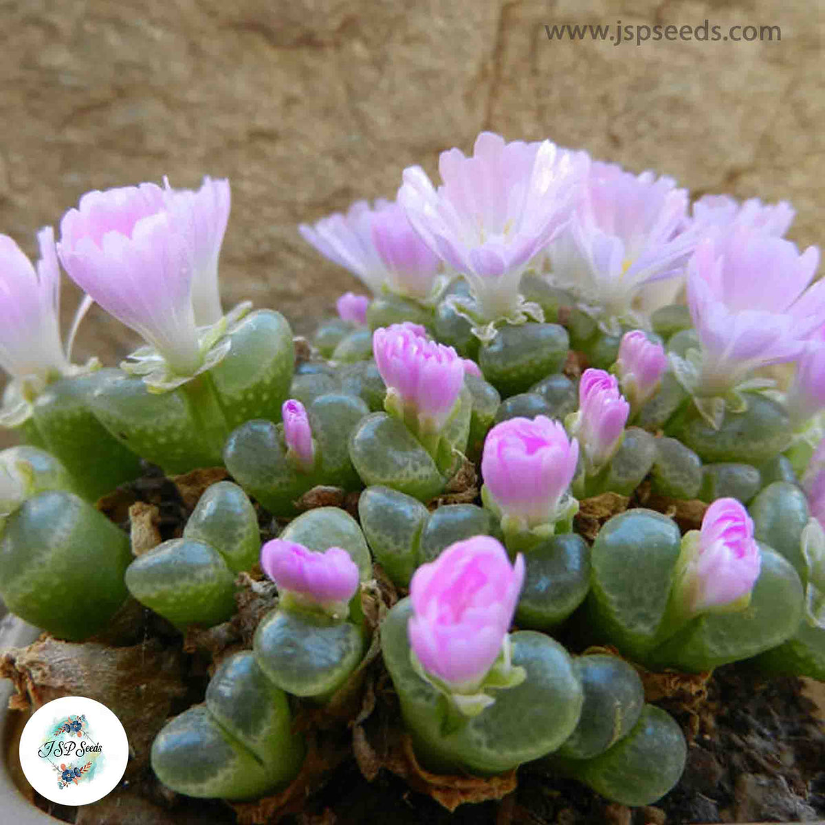 Conophytum limpidum / 40 seeds (Eye-Leaves)