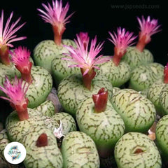 Conophytum uviforme ssp decoratum / 40 seeds Conophytum uviforme ssp decoratum / 40 seeds