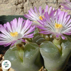 Conophytum longum / 40 seeds (Eye-Leaves) Conophytum longum / 40 seeds (Eye-Leaves)
