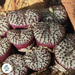 Conophytum obcordellum ssp ceresianum / 40 seeds Conophytum obcordellum ssp ceresianum / 40 seeds