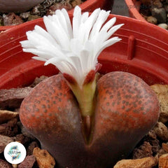 Conophytum verrucosum / 40 seeds Conophytum verrucosum / 40 seeds