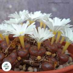 Conophytum pellucidum ssp cupreatum / 40 seeds Conophytum pellucidum ssp cupreatum / 40 seeds