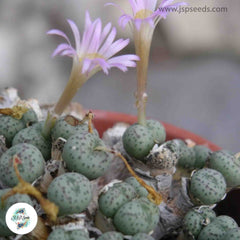 Conophytum jucundum / 40 seeds Conophytum jucundum / 40 seeds