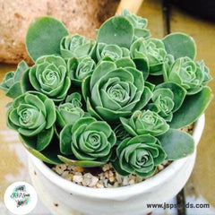 Greenovia aizoon / 40 seeds (Aeonium aizoon) Greenovia aizoon / 40 seeds (Aeonium aizoon)