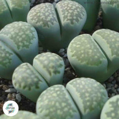 Lithops salicola C351A ‘Malachite’ / Living stones / 40 seeds Lithops salicola C351A ‘Malachite’ / Living stones / 40 seeds