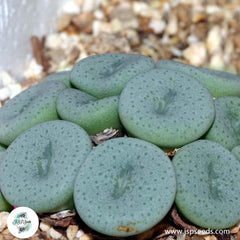 Conophytum jucundum ssp fragile / 40 seeds Conophytum jucundum ssp fragile / 40 seeds