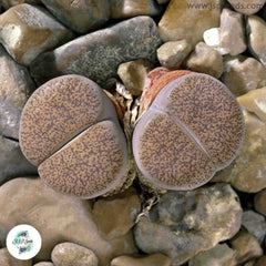 Lithops lesliei v ‘Mariae’ / Living stones / 40 seeds Lithops lesliei v ‘Mariae’ / Living stones / 40 seeds