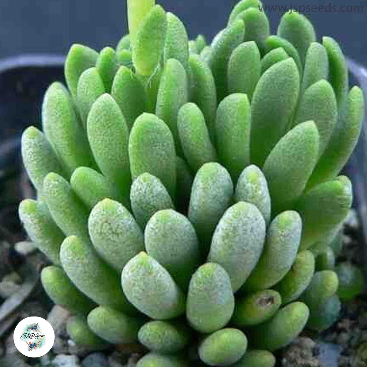 Anacampseros marlothii / 40 seeds