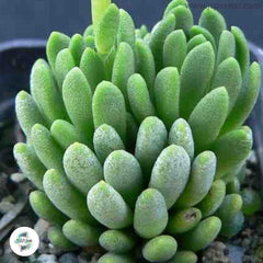 Anacampseros marlothii / 40 seeds Anacampseros marlothii / 40 seeds