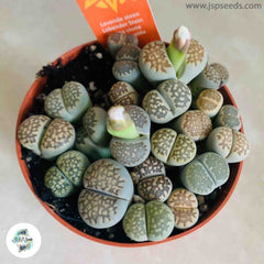 Lithops salicola mix / Living stones / 40 seeds Lithops salicola mix / Living stones / 40 seeds