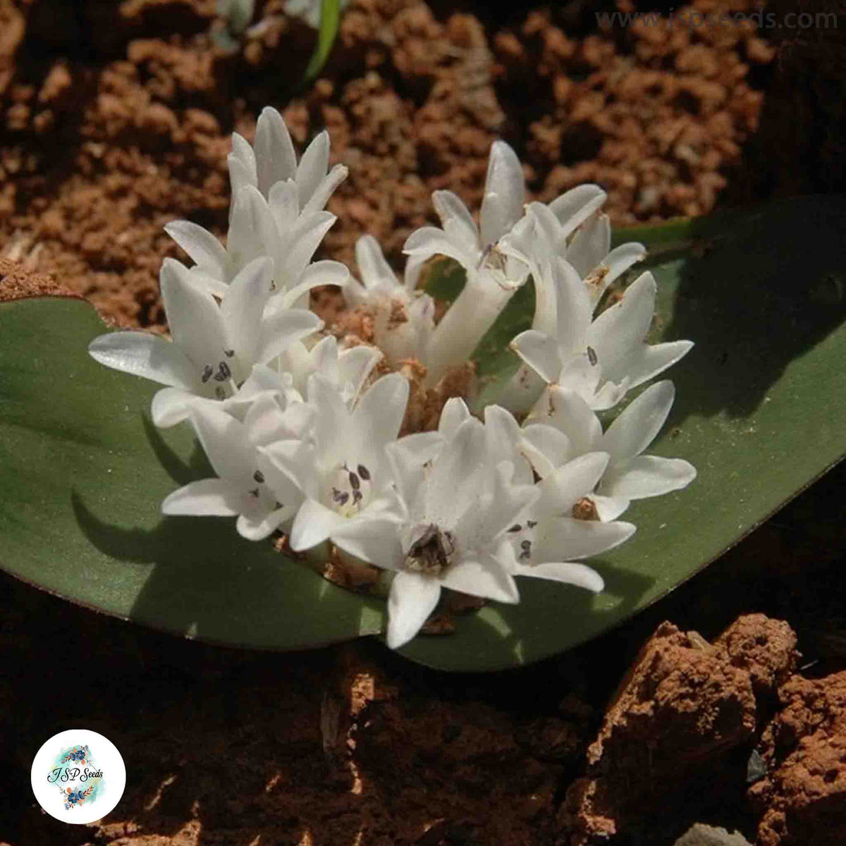Lachenalia ensifolia ssp maughanii / 40 seeds