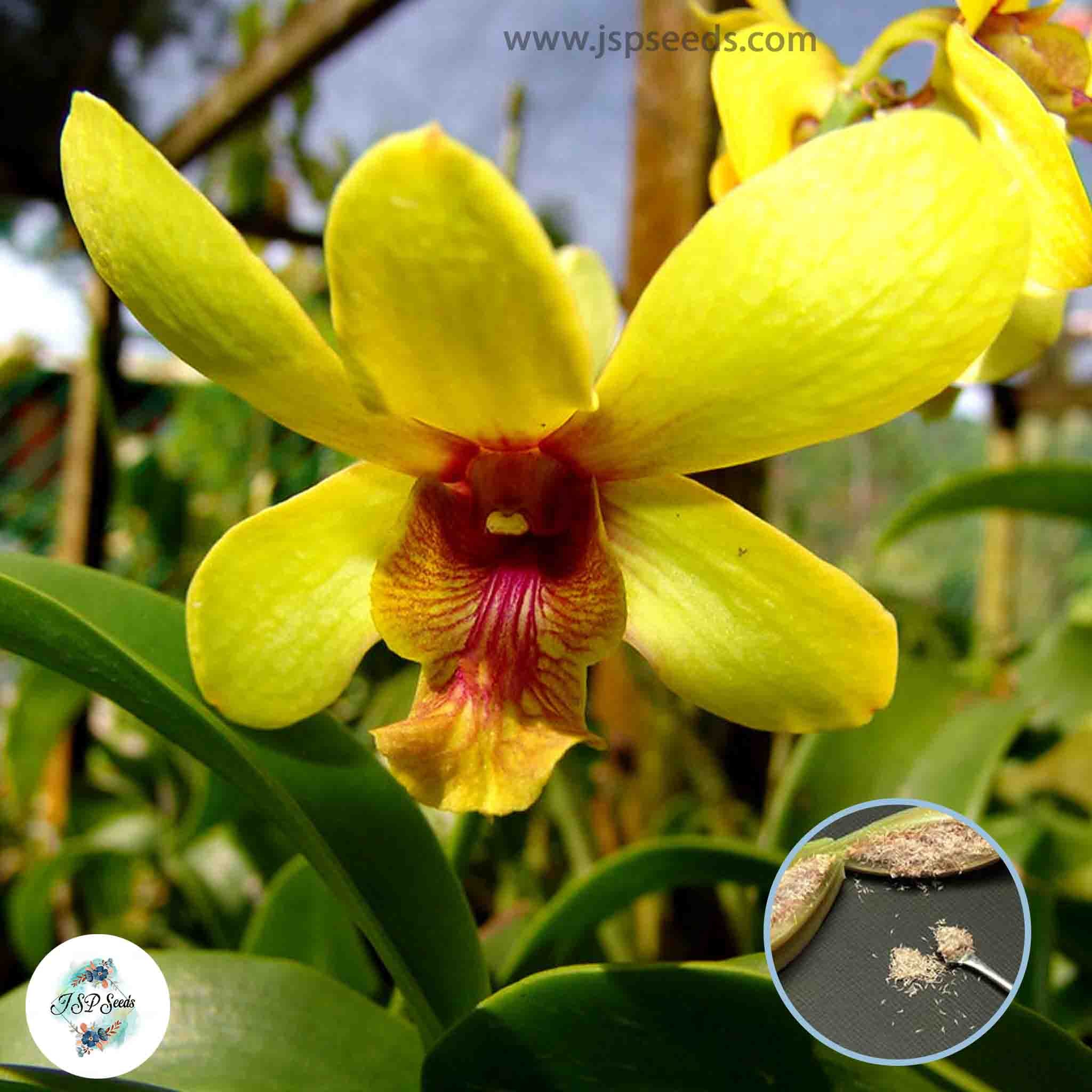 50 Yellow Dendrobium Orchid Flower Seeds Flower Garden Potted Plants Jspseeds