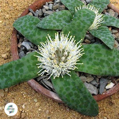 Lachenalia pusilla / 40 seeds Lachenalia pusilla / 40 seeds