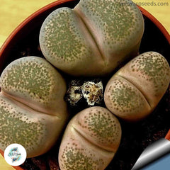 Lithops terricolor cv Silver Spurs (C132A) / Living stones / 40 seeds Lithops terricolor cv Silver Spurs (C132A) / Living stones / 40 seeds