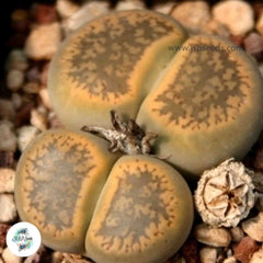Lithops aucampiae ‘Storm’s Snowcap’ C392 / 40 seeds (Living Stones) Lithops aucampiae ‘Storm’s Snowcap’ C392 / 40 seeds (Living Stones)