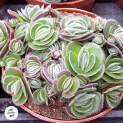 Crassula tomentosa / 40 seeds (Woolly crassula) Crassula tomentosa / 40 seeds (Woolly crassula)