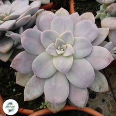 Graptopetalum pentandrum / 40 seeds (Five Stamen Graptopetalum) Graptopetalum pentandrum / 40 seeds (Five Stamen Graptopetalum)