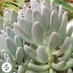 Pachyphytum caesium / 40 seeds Pachyphytum caesium / 40 seeds