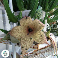 Stapelia gigantea / 40 seeds Stapelia gigantea / 40 seeds
