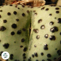 Conophytum obcordellum ‘mundum’ / 40 seeds Conophytum obcordellum ‘mundum’ / 40 seeds