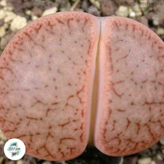 Lithops pseudotruncatella ssp dendritica ‘pulmonuncula’ C071 / Living stones / 40 seeds Lithops pseudotruncatella ssp dendritica ‘pulmonuncula’ C071 / Living stones / 40 seeds
