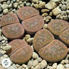 Lithops lesliei v minor C006 / Living stones / 40 seeds Lithops lesliei v minor C006 / Living stones / 40 seeds