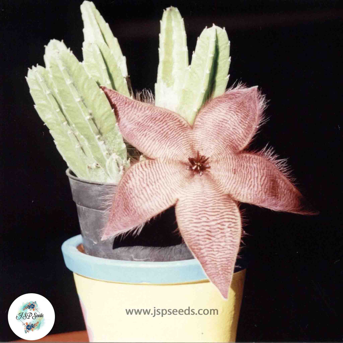Stapelia hirsuta / 40 seeds