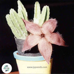 Stapelia hirsuta / 40 seeds Stapelia hirsuta / 40 seeds