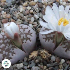 Lithops julii mix (Living stones) / 40 seeds Lithops julii mix (Living stones) / 40 seeds