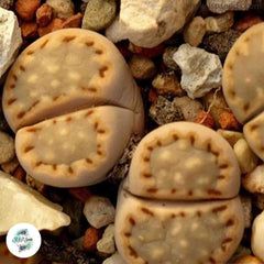 Lithops julii ssp fulleri C171 / 40 seeds (Living Stones) Lithops julii ssp fulleri C171 / 40 seeds (Living Stones)