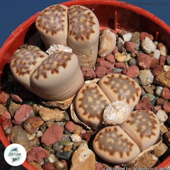 Lithops julii ssp fulleri / Living stones / 40 seeds Lithops julii ssp fulleri / Living stones / 40 seeds