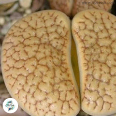 Lithops hookeri C023 (vermiculate form) / 40 seeds (Living stones) Lithops hookeri C023 (vermiculate form) / 40 seeds (Living stones)
