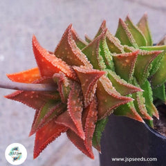 Astroloba corrugata / 40 seeds per pack Astroloba corrugata / 40 seeds per pack