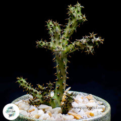 Edithcolea grandis (Kenia) /A40 seeds Edithcolea grandis (Kenia) /A40 seeds