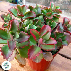 Kalanchoe sexangularis / 40 seeds (Six-angled Kalanchoe) Kalanchoe sexangularis / 40 seeds (Six-angled Kalanchoe)