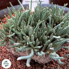 Avonia quinaria ssp alstonii / 40 seeds (Anacampseros) Avonia quinaria ssp alstonii / 40 seeds (Anacampseros)