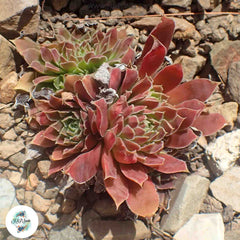 Sempervivum heuffelii / 40 seeds (Job’s Beard) Sempervivum heuffelii / 40 seeds (Job’s Beard)