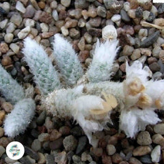 Avonia ruschii / 40 seeds Avonia ruschii / 40 seeds