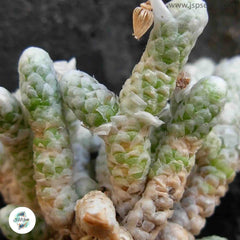 Avonia herreana / 40 seeds Avonia herreana / 40 seeds