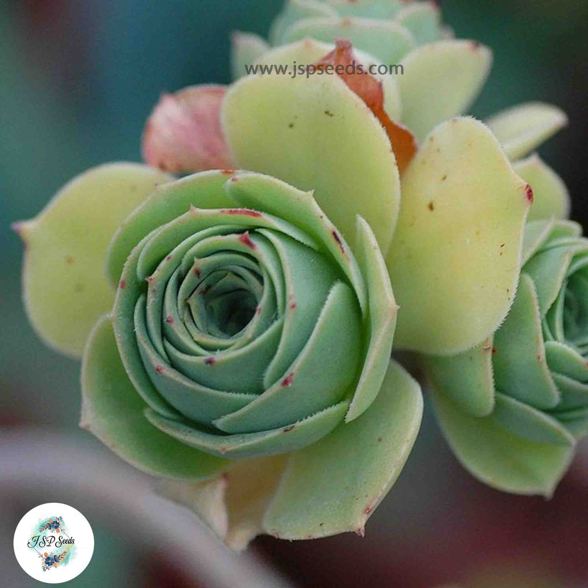 Aeonium balsamiferum / 40 seeds (Saucer Plant)