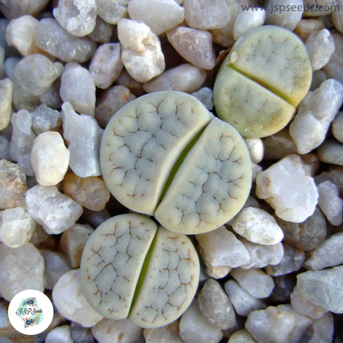 Lithops gracilidelineata / Living stones / 40 seeds