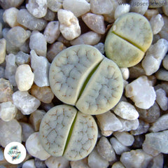 Lithops gracilidelineata / Living stones / 40 seeds Lithops gracilidelineata / Living stones / 40 seeds