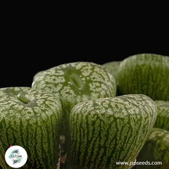 Conophytum ectypum ssp brownii / 40 seeds Conophytum ectypum ssp brownii / 40 seeds