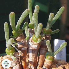 Monilaria moniliformis / 40 seeds (String of Pearls) Monilaria moniliformis / 40 seeds (String of Pearls)