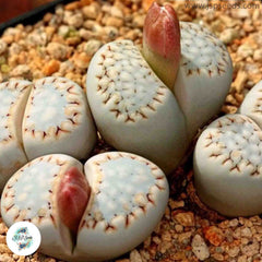 Lithops julii ssp fulleri C161 / 40 seeds (Living Stones) Lithops julii ssp fulleri C161 / 40 seeds (Living Stones)