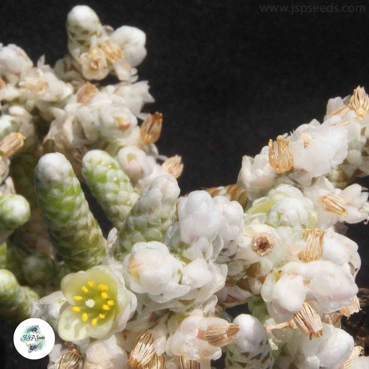 Avonia prominens / 40 seeds