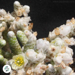 Avonia prominens / 40 seeds Avonia prominens / 40 seeds