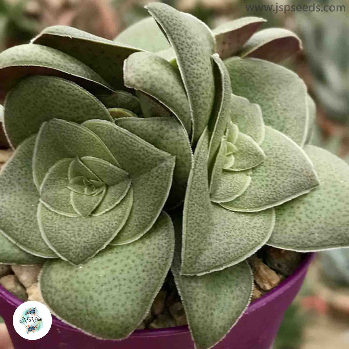 Crassula hemisphaerica / 40 seeds