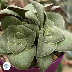 Crassula hemisphaerica / 40 seeds Crassula hemisphaerica / 40 seeds